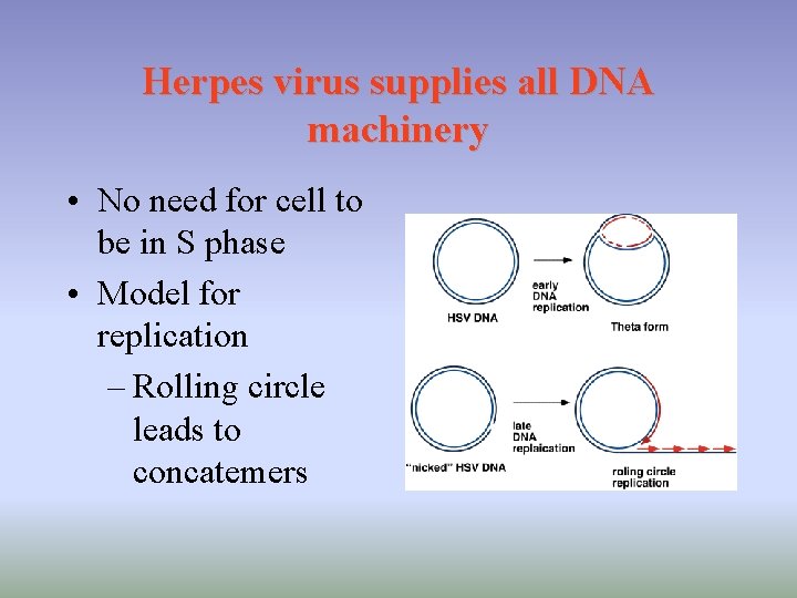 Herpes virus supplies all DNA machinery • No need for cell to be in