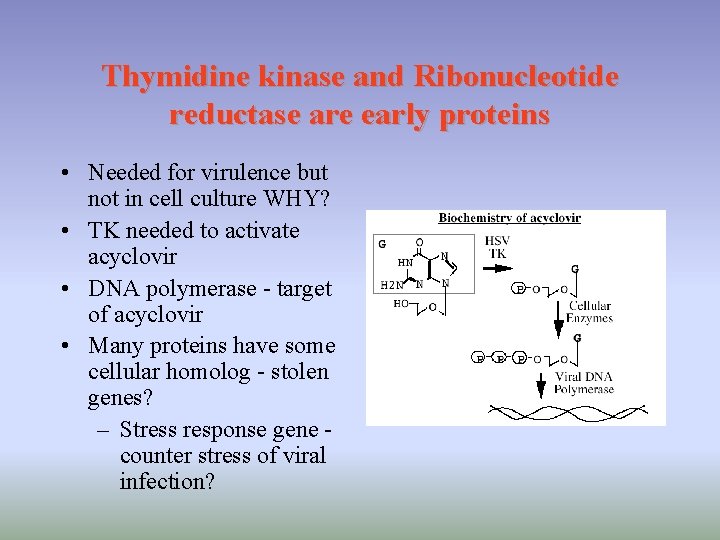 Thymidine kinase and Ribonucleotide reductase are early proteins • Needed for virulence but not