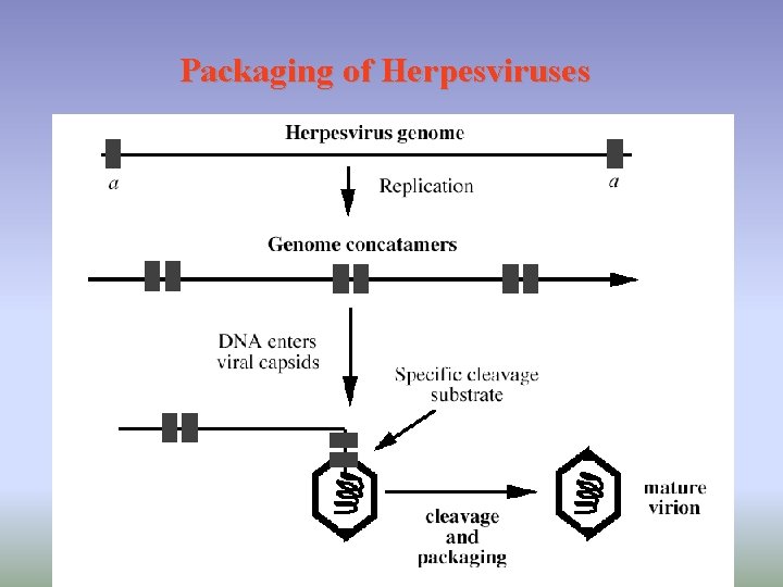 Packaging of Herpesviruses 