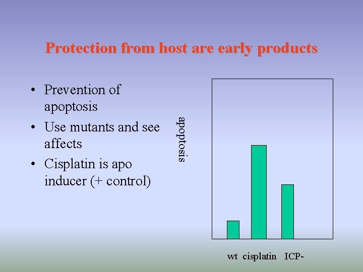 Protection from host are early products apoptosis • Prevention of apoptosis • Use mutants