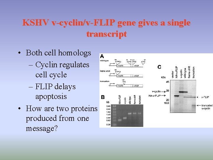 KSHV v-cyclin/v-FLIP gene gives a single transcript • Both cell homologs – Cyclin regulates