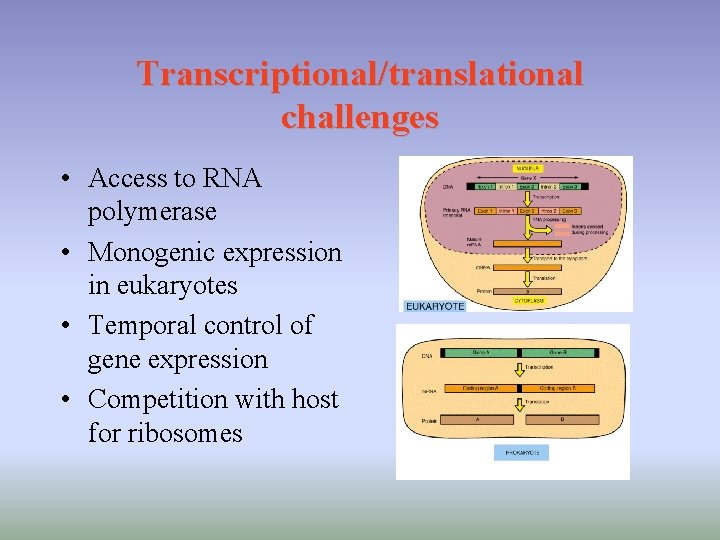 Transcriptional/translational challenges • Access to RNA polymerase • Monogenic expression in eukaryotes • Temporal