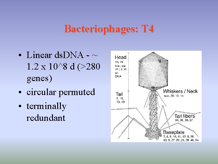 Bacteriophages: T 4 • Linear ds. DNA - ~ 1. 2 x 10^8 d