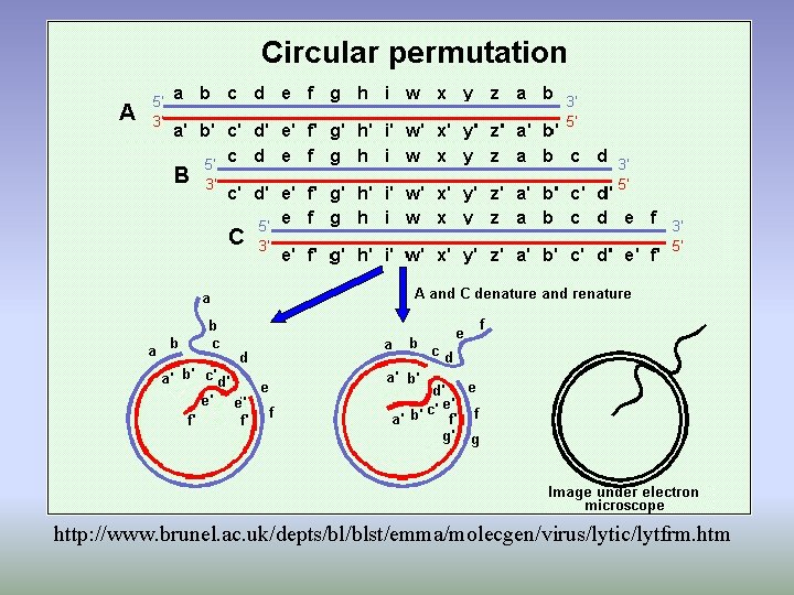 http: //www. brunel. ac. uk/depts/bl/blst/emma/molecgen/virus/lytic/lytfrm. htm 