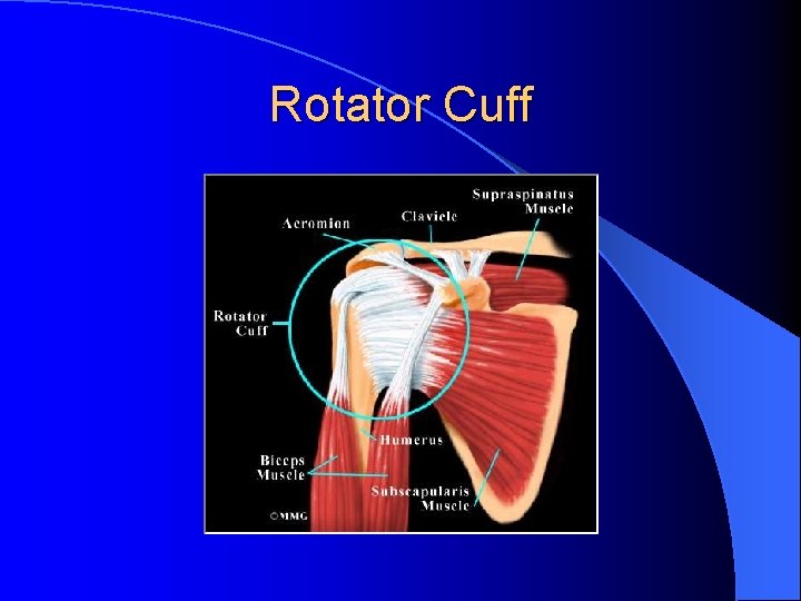 Rotator Cuff Rotator Cuff