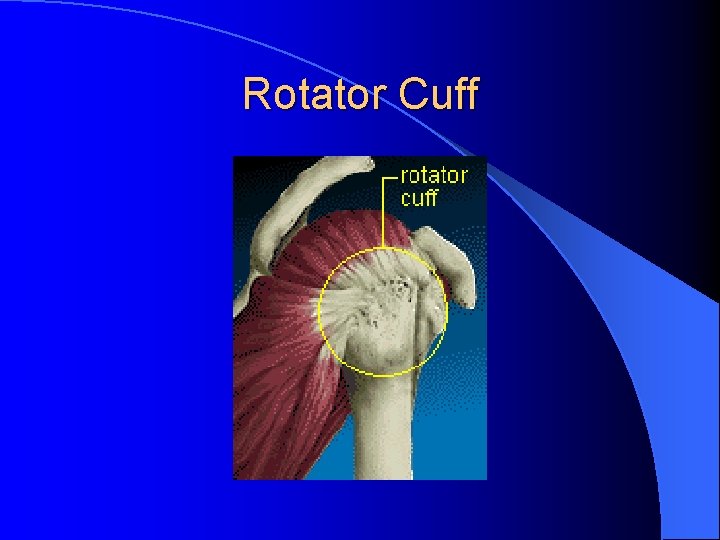 Rotator Cuff Rotator Cuff