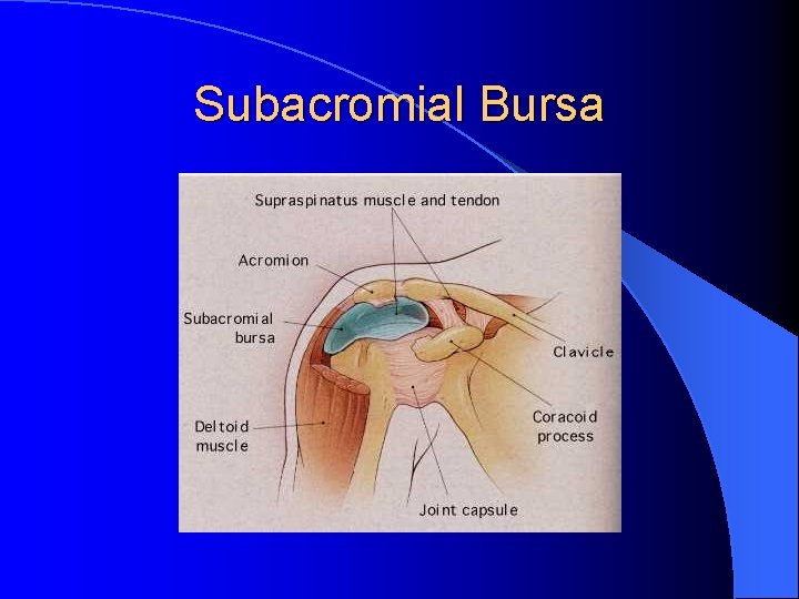Subacromial Bursa Subacromial Bursa