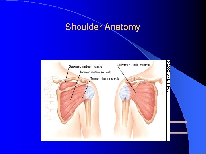 Shoulder Anatomy Shoulder Anatomy