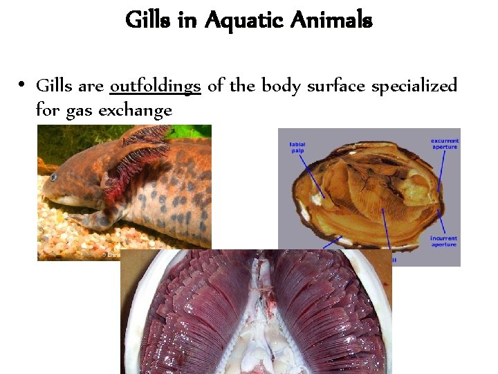 Chapter 42 Circulation And Gas Exchange Concept 42