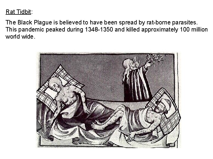 Rat Tidbit: The Black Plague is believed to have been spread by rat-borne parasites.