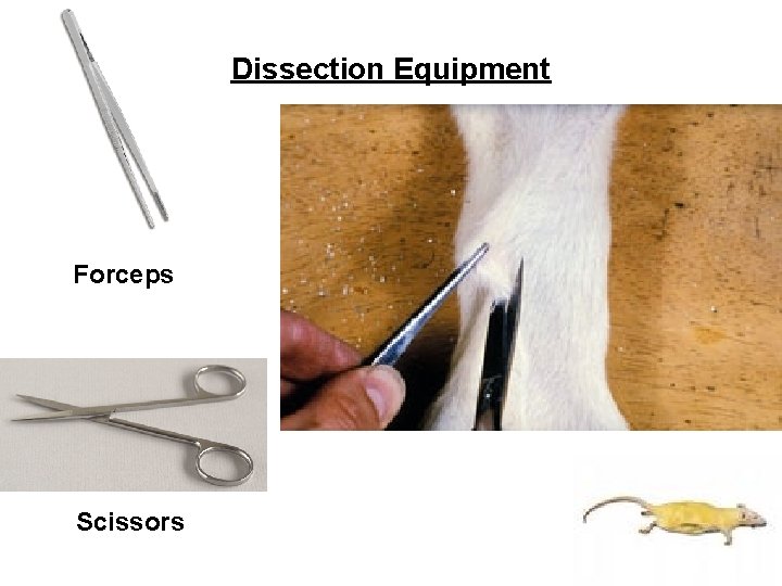 Dissection Equipment Forceps Scissors 