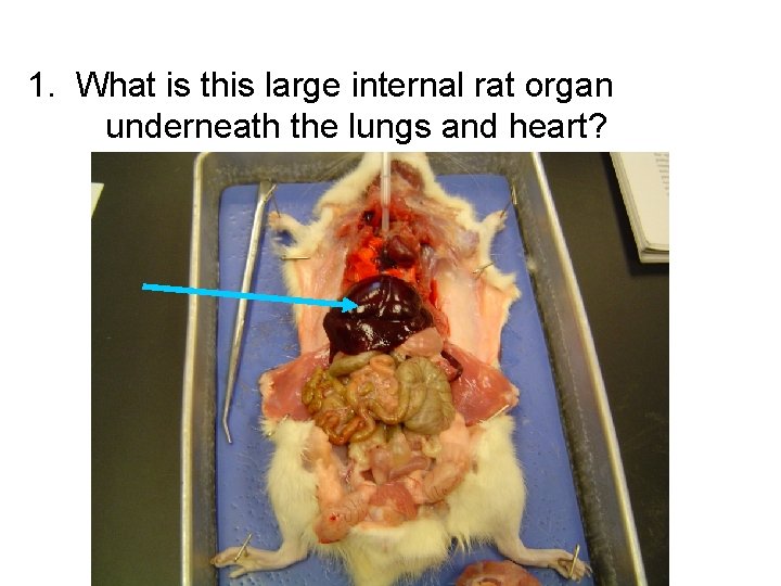 1. What is this large internal rat organ underneath the lungs and heart? 