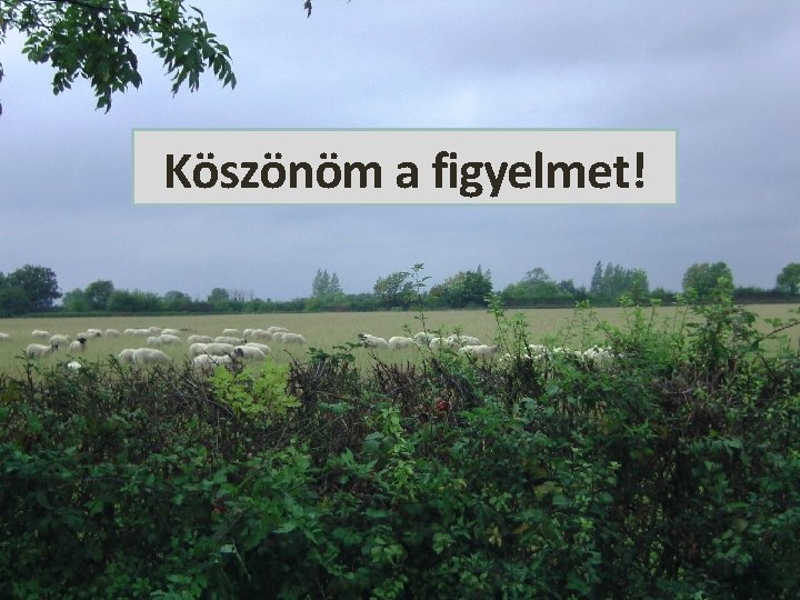 Köszönöm a figyelmet! Köszönöm a figyelmet!