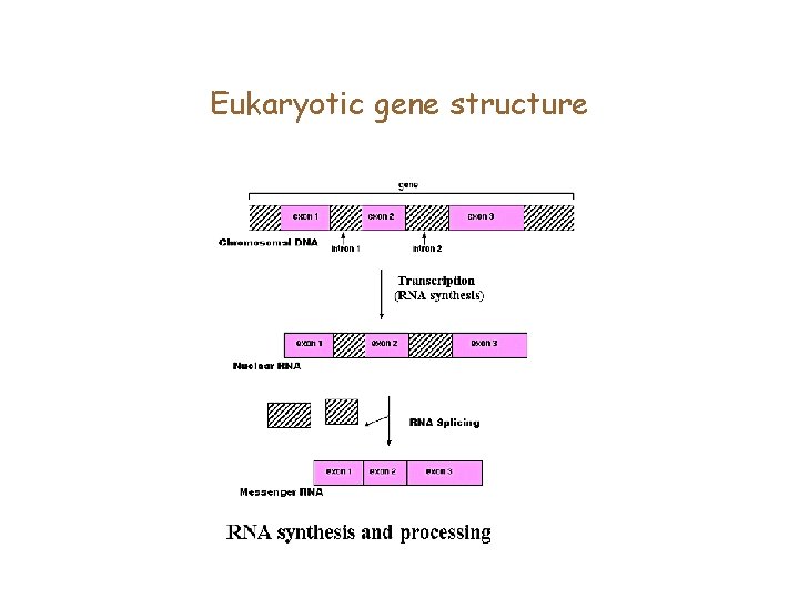 Eukaryotic gene structure 