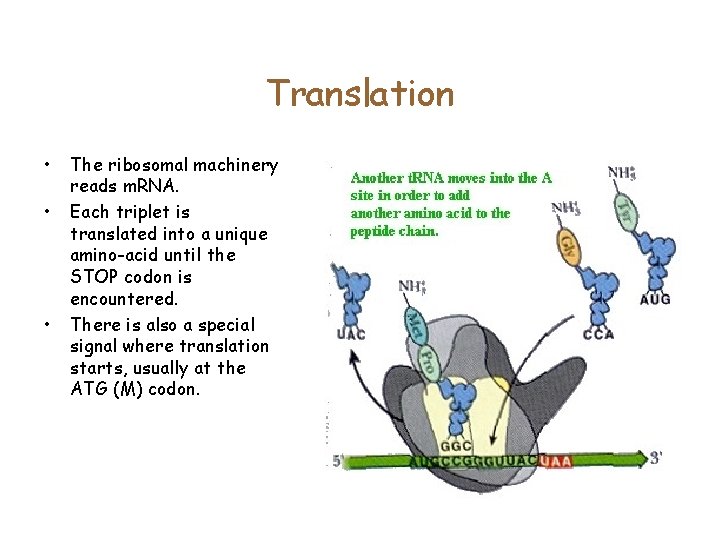 Translation • • • The ribosomal machinery reads m. RNA. Each triplet is translated