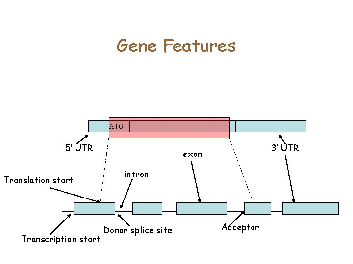 Gene Features ATG 5’ UTR Translation start Transcription start 3’ UTR exon intron Donor