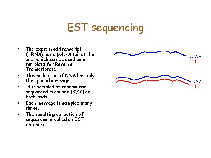 EST sequencing • • • The expressed transcript (m. RNA) has a poly-A tail