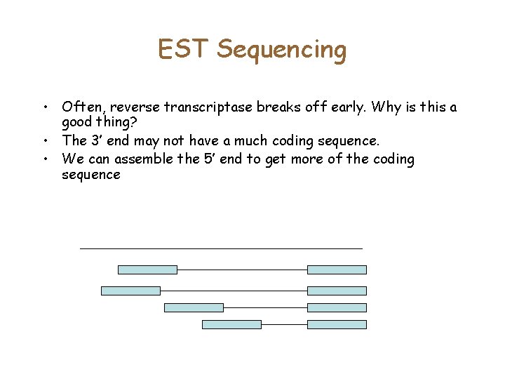 EST Sequencing • Often, reverse transcriptase breaks off early. Why is this a good