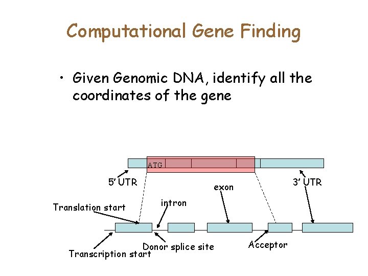 Computational Gene Finding • Given Genomic DNA, identify all the coordinates of the gene