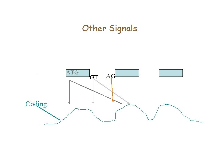 Other Signals ATG Coding GT AG 