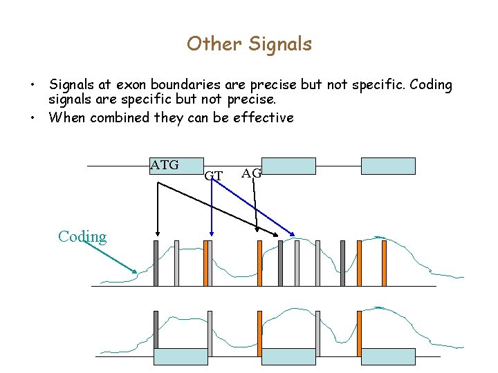 Other Signals • Signals at exon boundaries are precise but not specific. Coding signals