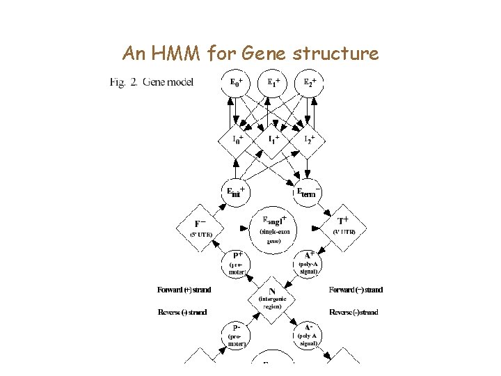 An HMM for Gene structure 