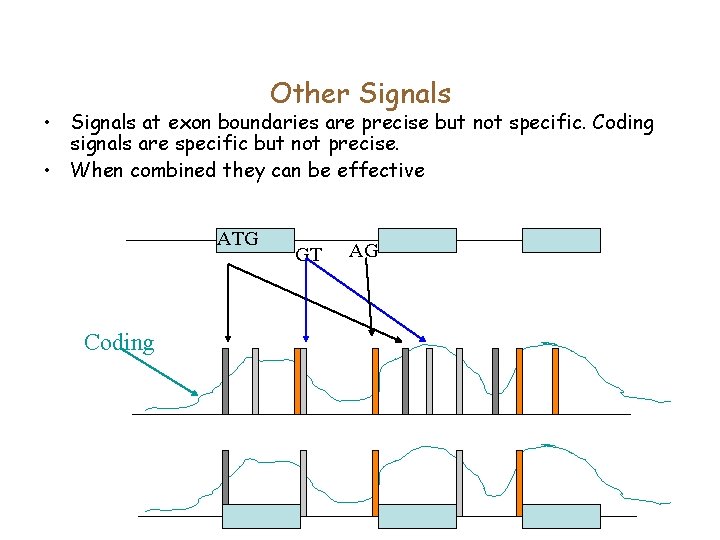 Other Signals • Signals at exon boundaries are precise but not specific. Coding signals