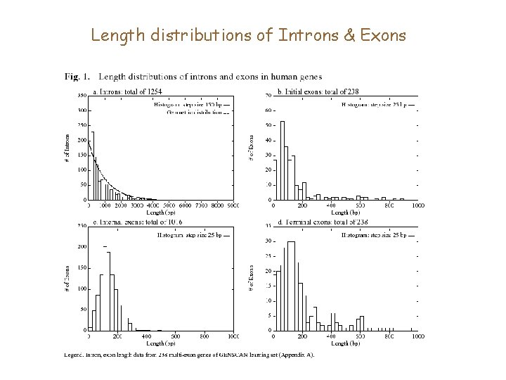 Length distributions of Introns & Exons 