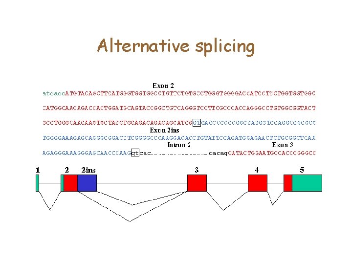 Alternative splicing 