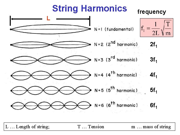 String Harmonics L frequency 2 f 1 3 f 1 4 f 1 5