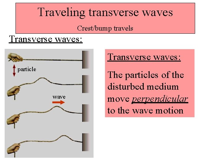 Traveling transverse waves Crest/bump travels Transverse waves: particle wave The particles of the disturbed