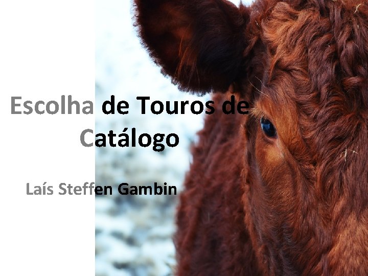 Escolha de Touros de Catálogo Laís Steffen Gambin 