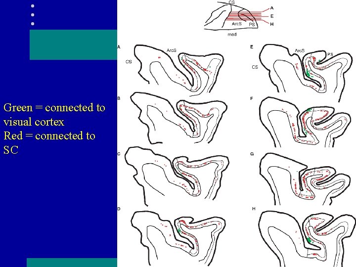 Green = connected to visual cortex Red = connected to SC 