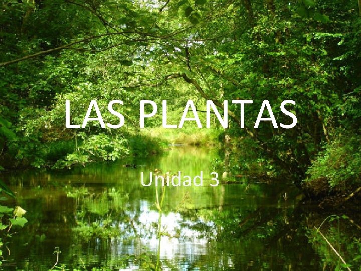 LAS PLANTAS Unidad 3 