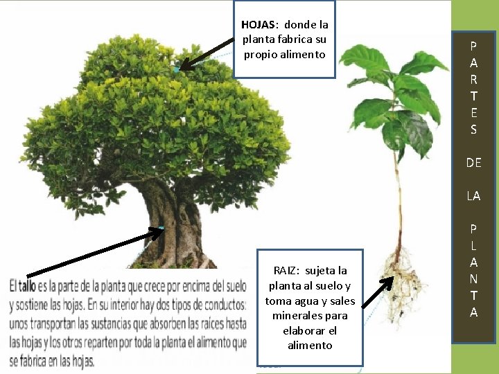 HOJAS: donde la planta fabrica su propio alimento P A R T E S