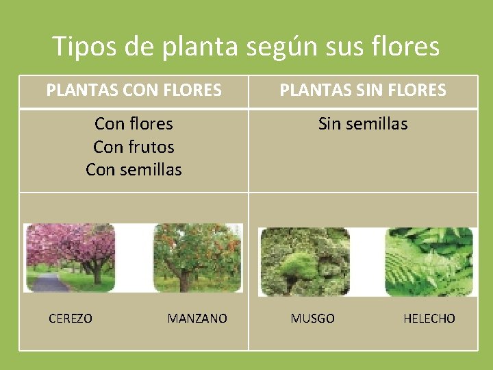 Tipos de planta según sus flores PLANTAS CON FLORES PLANTAS SIN FLORES Con flores
