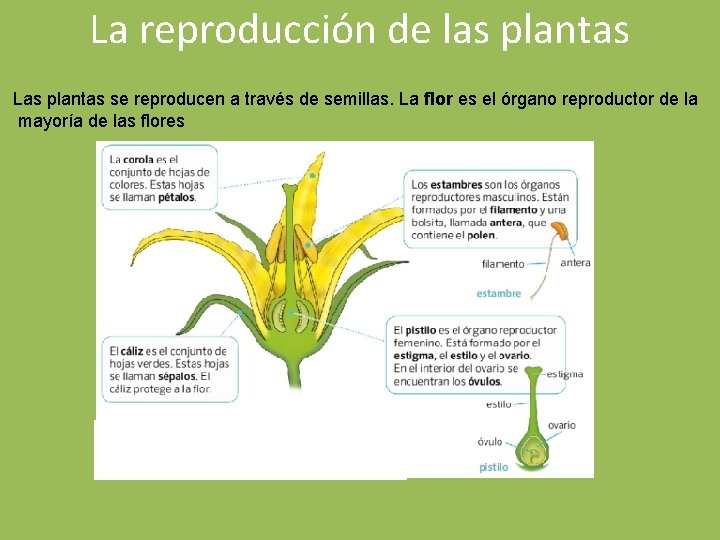 La reproducción de las plantas Las plantas se reproducen a través de semillas. La