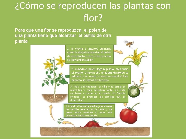 ¿Cómo se reproducen las plantas con flor? Para que una flor se reproduzca, el