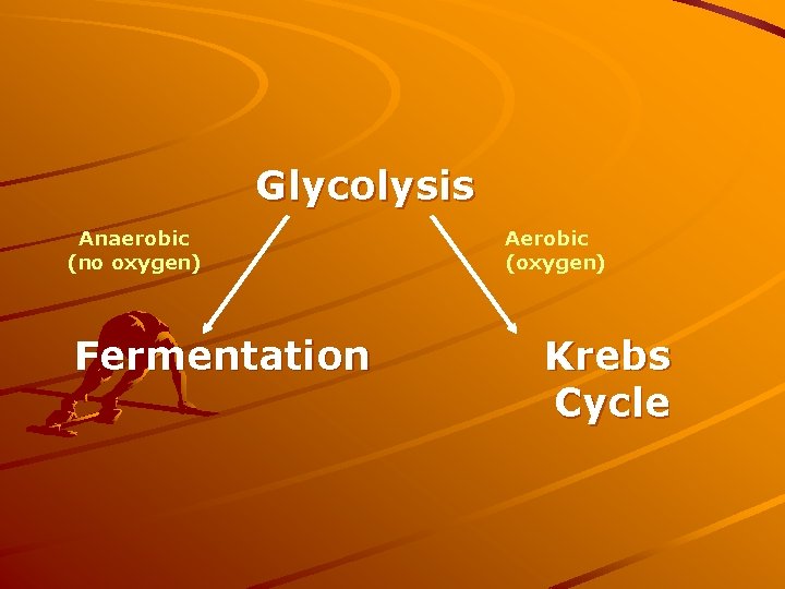 Glycolysis Anaerobic (no oxygen) Fermentation Aerobic (oxygen) Krebs Cycle 