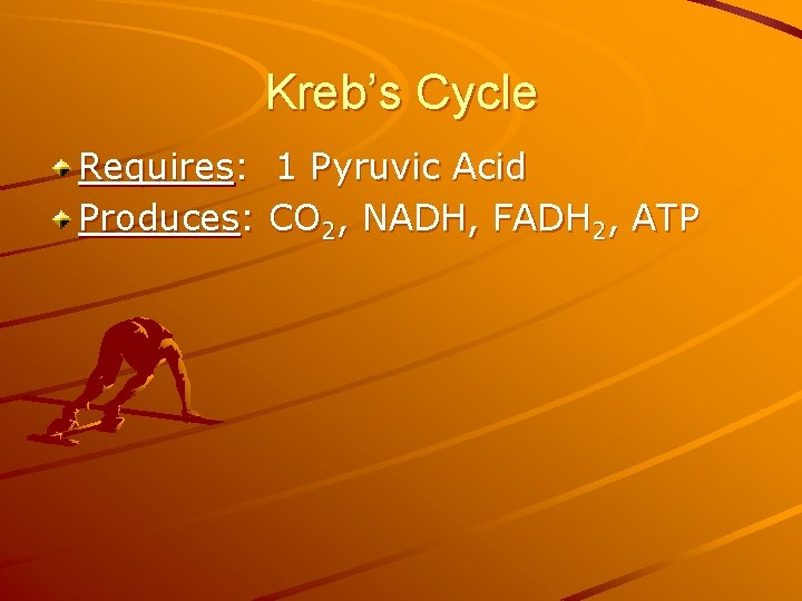 Kreb’s Cycle Requires: 1 Pyruvic Acid Produces: CO 2, NADH, FADH 2, ATP 