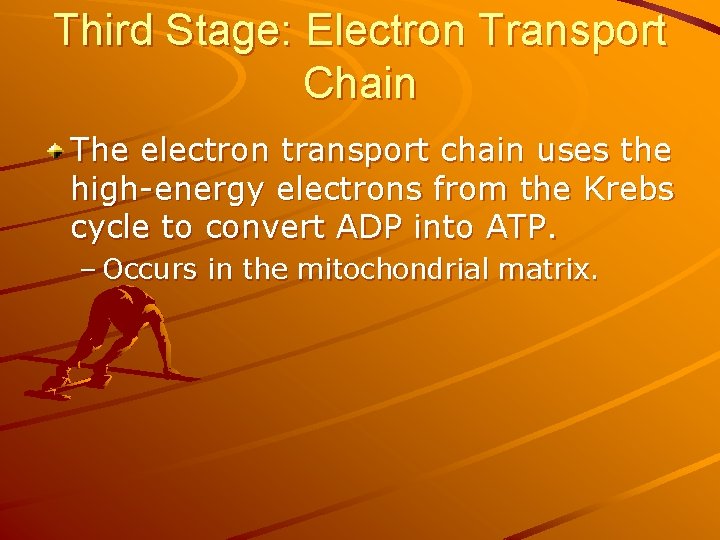 Third Stage: Electron Transport Chain The electron transport chain uses the high-energy electrons from