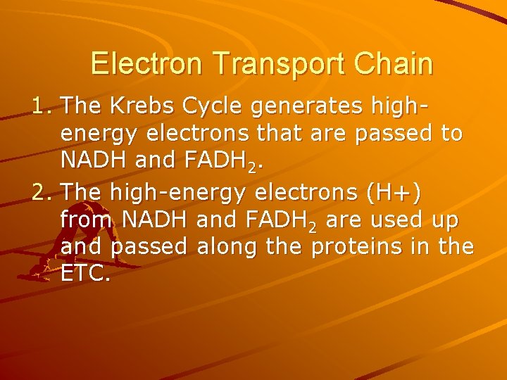 Electron Transport Chain 1. The Krebs Cycle generates highenergy electrons that are passed to