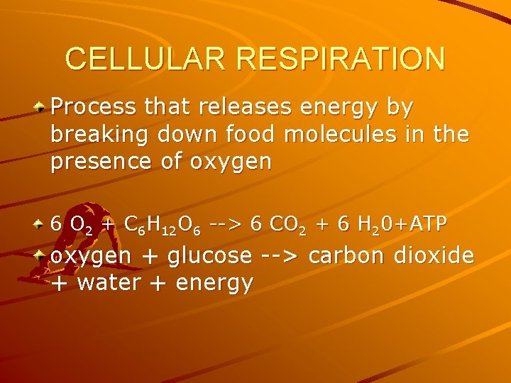 CELLULAR RESPIRATION Process that releases energy by breaking down food molecules in the presence