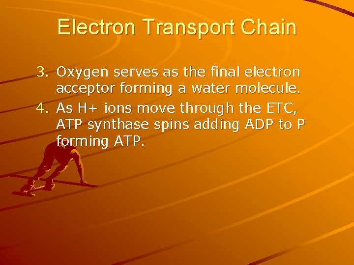 Electron Transport Chain 3. Oxygen serves as the final electron acceptor forming a water