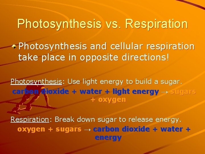 Photosynthesis vs. Respiration Photosynthesis and cellular respiration take place in opposite directions! Photosynthesis: Use