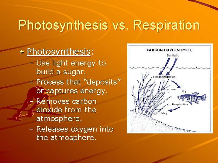 Photosynthesis vs. Respiration Photosynthesis: – Use light energy to build a sugar. – Process