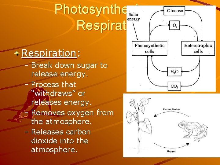 Photosynthesis vs. Respiration: – Break down sugar to release energy. – Process that “withdraws”