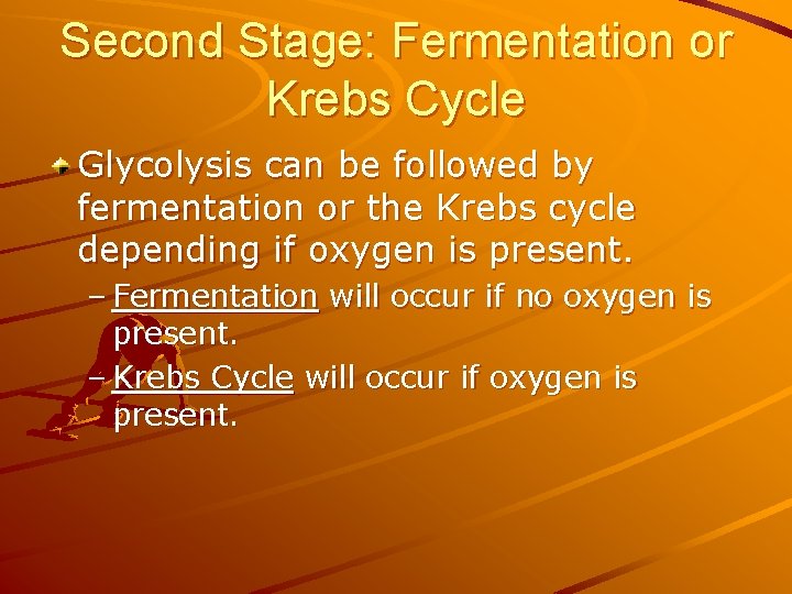 Second Stage: Fermentation or Krebs Cycle Glycolysis can be followed by fermentation or the