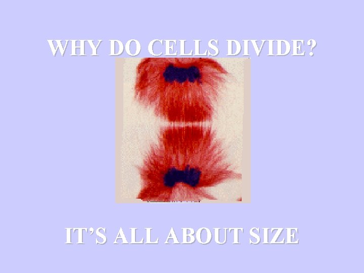 WHY DO CELLS DIVIDE? IT’S ALL ABOUT SIZE 