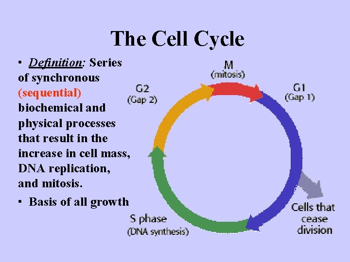 The Cell Cycle • Definition: Series of synchronous (sequential) biochemical and physical processes that